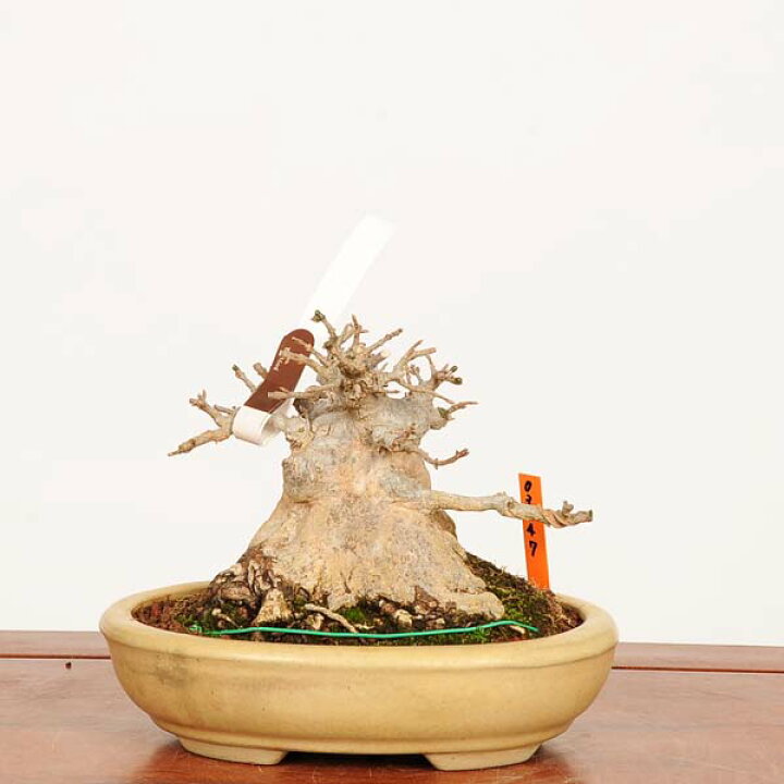 楽天市場】盆栽 特選：楓 現品*かえで カエデ Kaede bonsai Acer 中品 