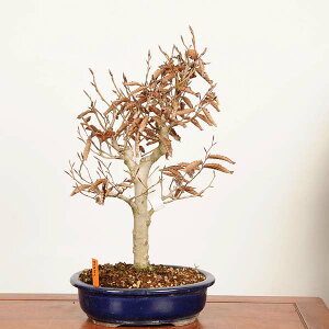 植木 盆栽 ブナ」の人気商品一覧・価格比較 - 価格.com