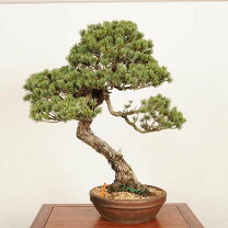 楽天市場】五葉松 大の通販