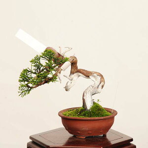 �~�́F���I������^�� ���i* ����ς��@�V���p�N Sabina chinesis�@Shinpaku bonsai �~�j�~��
