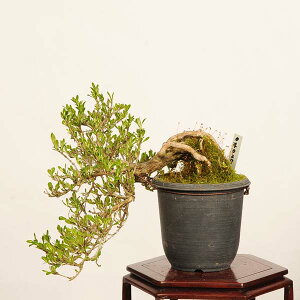 �~�́F������ ���i*��_�� �͂����傤�� �n�N�`���E�Q hakuchoge bonsai ���i�~��