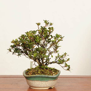 �~�� �F�H��(�e�P)���i*��_�� �����@�T�c�L Rhododendron indicum�@Satsuki bonsai ���i�~��
