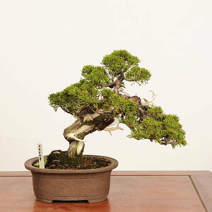 �~�� ���I�F�^�� ���i* ��_�� ����ς��@�V���p�N�@Shinpaku bonsai ���i�~��