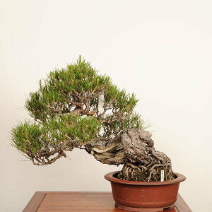 �~�� ���I�F�ԏ��i�A�J�}�c�j*���i ��_�� �����܂� Akamatsu bonsai ��i�~�� ��^���}�g�֔z��