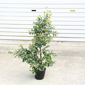 庭木　植木　苗：斑入りヒサカキ（残雪）*姫榊　ざんせつ　5号大株