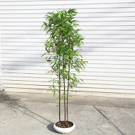 庭木：黒竹（くろちく）* 当店おまかせ品　樹高：約100cm　全高110cm　ヤマト便発送