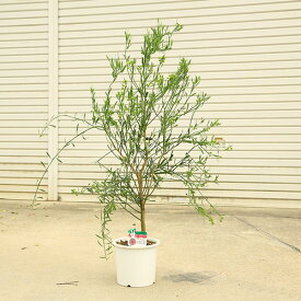 特選庭木　植木　果樹：デザートライム（シトラスキャビア）当店お任せ品*　樹高100cm　全高120cm　ヤマト便発送