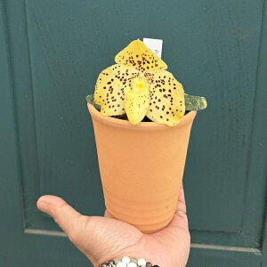 �ϗt�A�� �����F�p�t�B�I�y�f�B���� �E�F���V���l���Z*Coelogyne covilliana�y���ԏI���܂����z