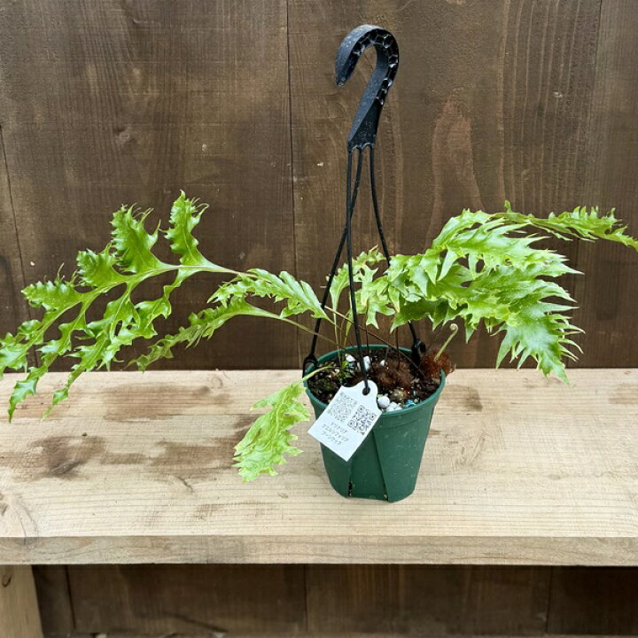 楽天市場】シダ植物 観葉植物：ドリナリア クエルシフォリア 