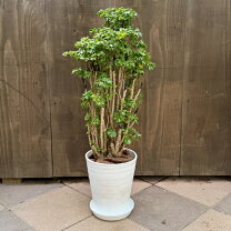 楽天市場】ポリシャス 観葉 植物（観葉植物｜花・観葉植物）：花 