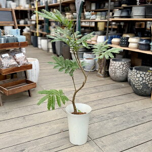 観葉植物エバーフレッシュ」の人気商品一覧・価格比較 - 価格.com