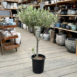 観葉植物 オリーブの木 現品」の人気商品一覧・価格比較 - 価格.com