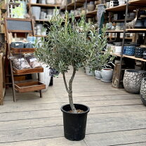 楽天市場】シプレッシーノ オリーブ（観葉植物｜花・観葉植物）：花