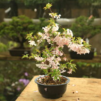 楽天市場】苗 十月桜の通販