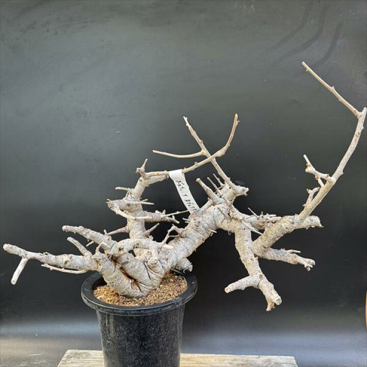 楽天市場】コーデックス：ボスウェリア ネグレクタ*幅45cm 現品 一品 