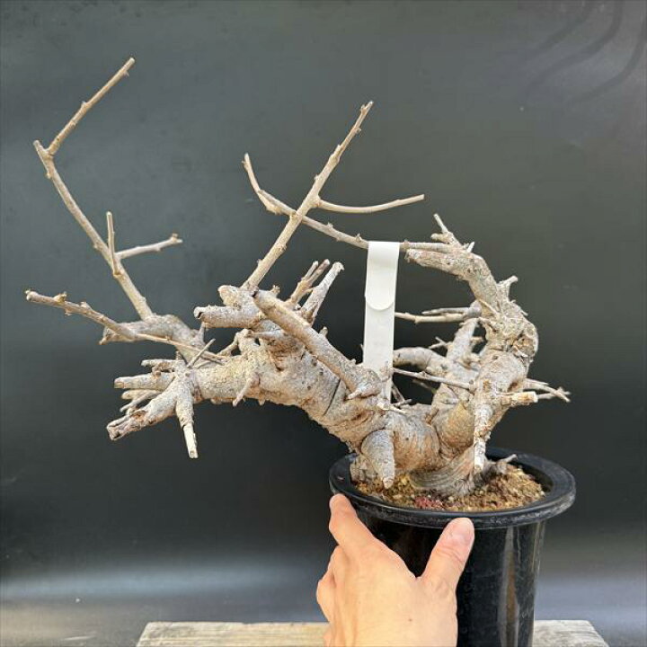 楽天市場】コーデックス：ボスウェリア ネグレクタ*幅45cm 現品 一品 