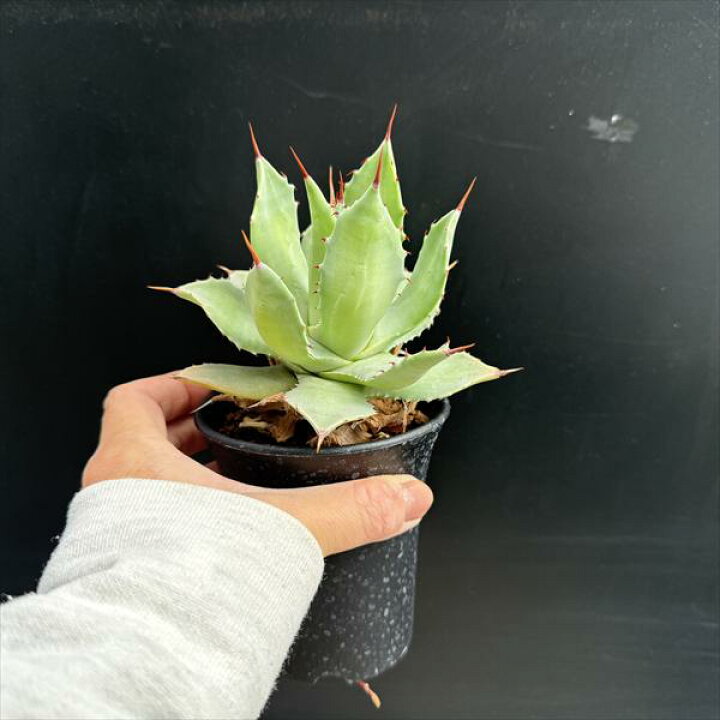 楽天市場】多肉植物：アガベ イシスメンシス*幅10cm : 遊恵盆栽 楽天 