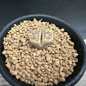 �����A���F���g�[�v�X �����*��1.5cm