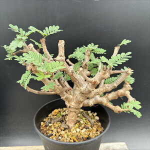 �R�[�f�b�N�X�F�Z���i �����f�B�I�i���X ����*�t��23cm�@���i�I��i����