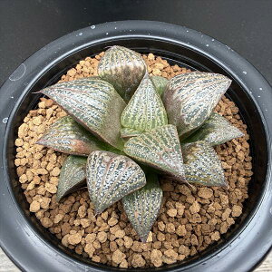 �����A���F�n�I���`�A �X�v�����f���X*��7.5cm