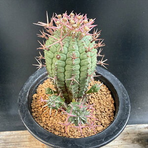 �������������A���F���[�t�H���r�A�@�X�e���X�s�i�@�Q����*��7cm�@���i�I��i����