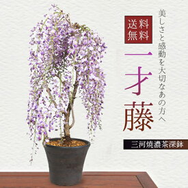 まだ間に合う【父の日ギフト プレゼント】ギフト【即日出荷可】盆栽：一才藤（三河焼濃茶深鉢）*【2026年開花終了】【あす楽対応】bonsai