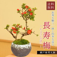 【父の日ギフト プレゼント】【即日出荷可！】小品盆栽：長寿梅(萬古焼雪丸鉢)* 【送料無料】【ぼんさい…