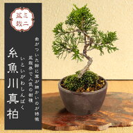 【父の日ギフト プレゼント】【即日出荷可！】ミニ盆栽：糸魚川真柏（曲・5年生）* (萬古焼泥物丸小鉢) …