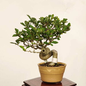 �~�́F�R���q ���i* ���񂴂� �T���U�V Crataegus cuneata�@Sanzashi bonsai ���i�~��