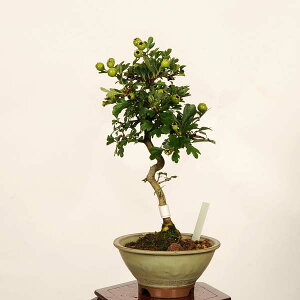 �~�́F�����R���q(���P) ���i*��_�� ���񂴂� �T���U�V Crataegus cuneata�@Sanzashi bonsai ���i�~��