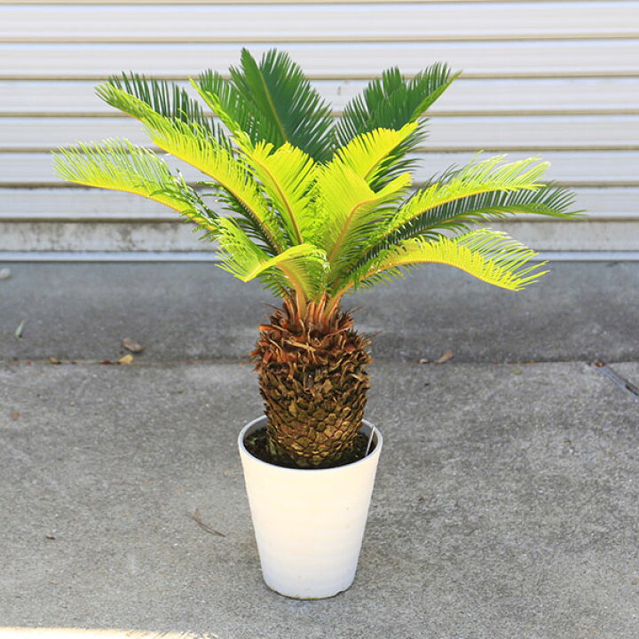 楽天市場】庭木・植木 ソテツ：蘇鉄 6号 Lサイズ*そてつ 全高70cm 