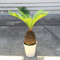 楽天市場】ソテツ 庭木の通販