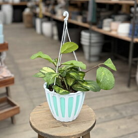 観葉植物：斑入り ホヤ オボバータ*オボバタ 5号 吊り鉢