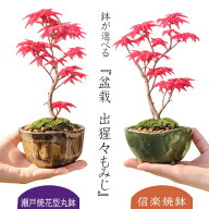 【敬老の日 プレゼント】【即日出荷可！】◇楽天1位◇小品盆栽：出猩々もみじ*苔付き 鉢が選べるbonsai