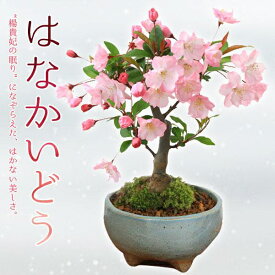 盆栽：花かいどう*(祥石(二代目)空色鉢)*送料無料　花海棠　垂糸海棠【2024年開花終了】bonsai