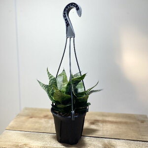 観葉植物 4号 サンスベリアの通販 価格比較 価格 Com