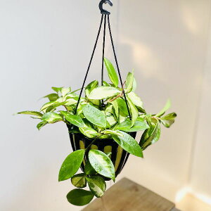 観葉植物 ホヤの人気商品 通販 価格比較 価格 Com 観葉植物 ホヤの人気商品 通販 価格比較 価格 Com