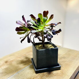 楽天市場 バイオ 観葉植物 花 観葉植物 花 ガーデン Diyの通販