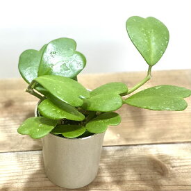 楽天市場 ホヤ カーリーの通販