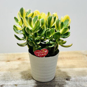 �������@�ϗt�A���F���̂Ȃ�� �Ԍ� �L�����L*5���@�v���|�b�g