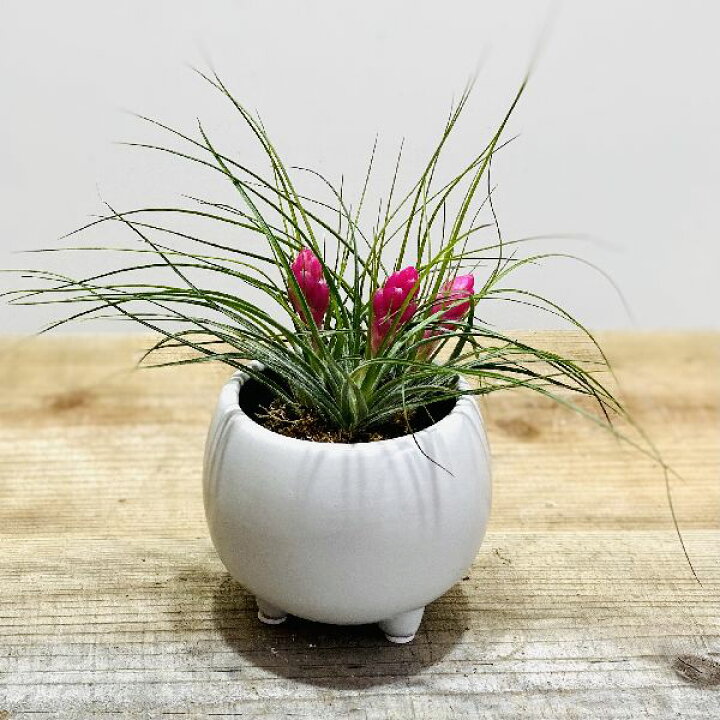 楽天市場 おしゃれ 観葉植物 エアープランツ チランジア ストリクタ モダン鉢植え エアプランツ ティランジア 遊恵盆栽 楽天市場店 楽天市場 おしゃれ 観葉植物 エアープランツ チランジア ストリクタ モダン鉢植え エアプランツ ティランジア 遊恵盆栽 楽天市場店