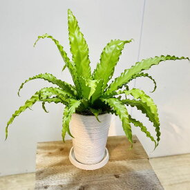 楽天市場 観葉植物 アスプレニウムの通販 楽天市場 観葉植物 アスプレニウムの通販