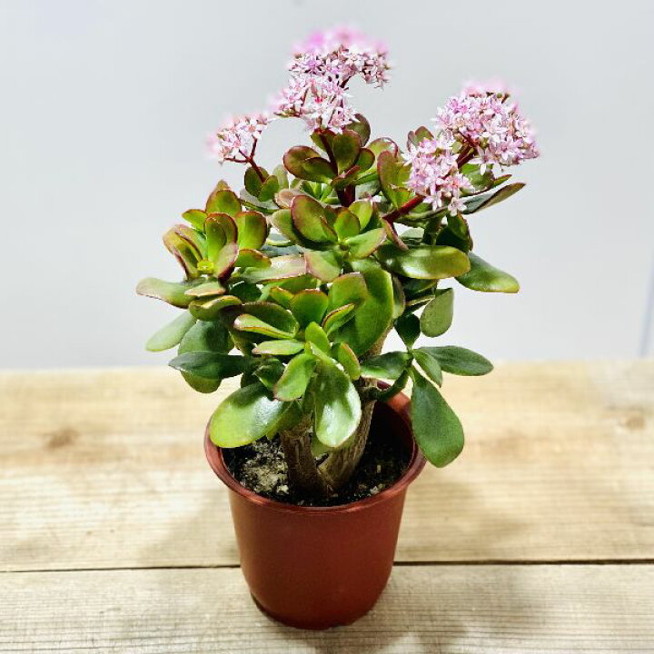 楽天市場 おしゃれ 観葉植物 金のなる木 桜花月 サクラカゲツ 4号 遊恵盆栽 楽天市場店