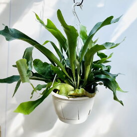 楽天市場 コウモリラン ネザーランドの通販