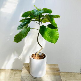 楽天市場 ウンベラータ 花 観葉植物 花 ガーデン Diy の通販