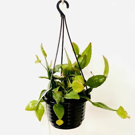 楽天市場 サボテン リプサリス 花 観葉植物 花 ガーデン Diy の通販