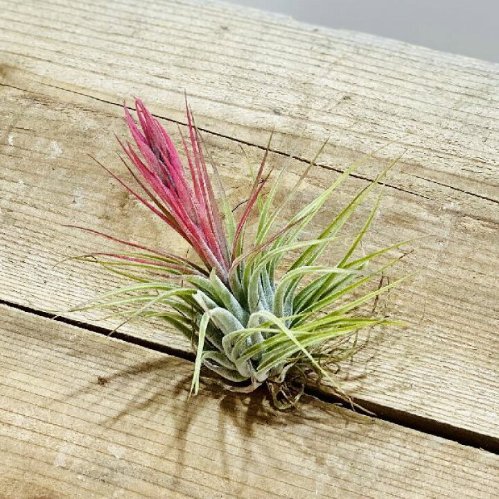 楽天市場 おしゃれ 観葉植物 エアープランツ チランジア スカポーサ エアプランツ ティランジア コルビー 遊恵盆栽 楽天市場店 楽天市場 おしゃれ 観葉植物 エアープランツ チランジア スカポーサ エアプランツ ティランジア コルビー 遊恵盆栽 楽天市場店