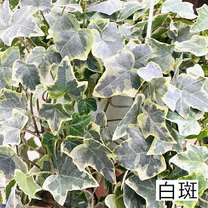 アイビー 鉢 おしゃれ 農業資材 ガーデニング用品の人気商品 通販 価格比較 価格 Com