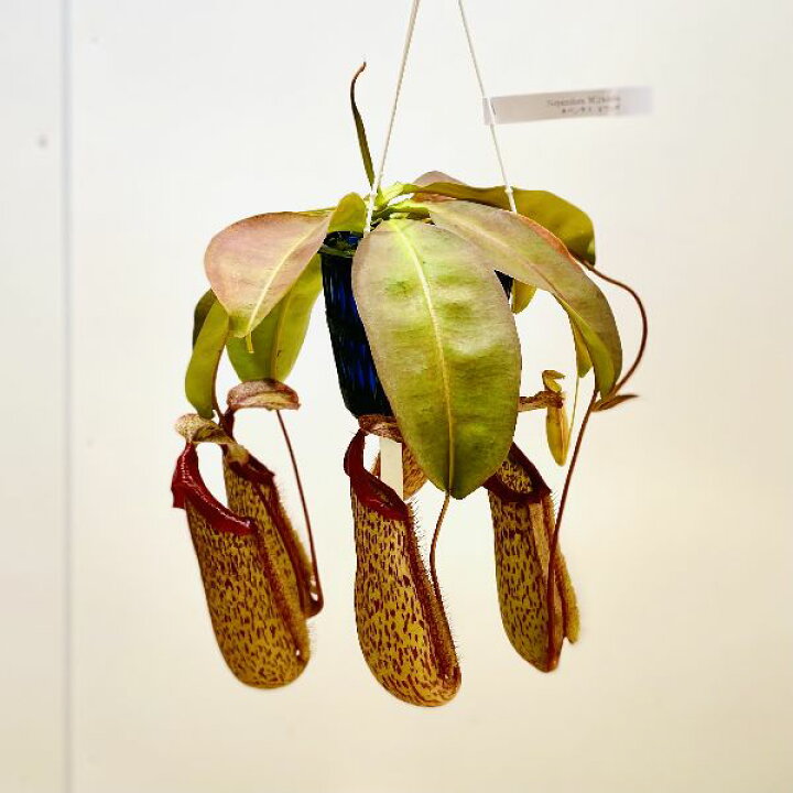 楽天市場 希少品種 観葉植物 食虫植物 ウツボカズラ ネペンテス ミランダ 吊り鉢 5号 遊恵盆栽 楽天市場店