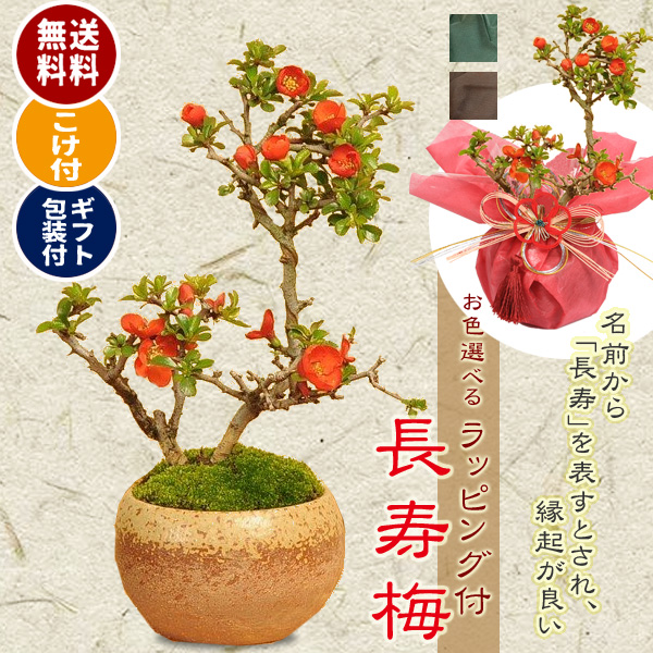 小品盆栽：長寿梅 瀬戸焼小鉢茶丸 苔とラッピング付 送料無料 bonsai スーパーセール期間限定 期間限定お試し価格 ラッピングのお色選べる